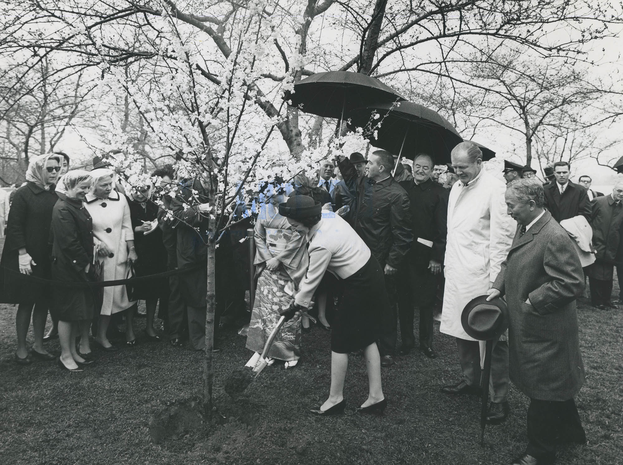 First Lady Johnson and Mrs. Ryuji Takeuchi reenacting the original 1912 planting of the first cherry trees on the National Mall